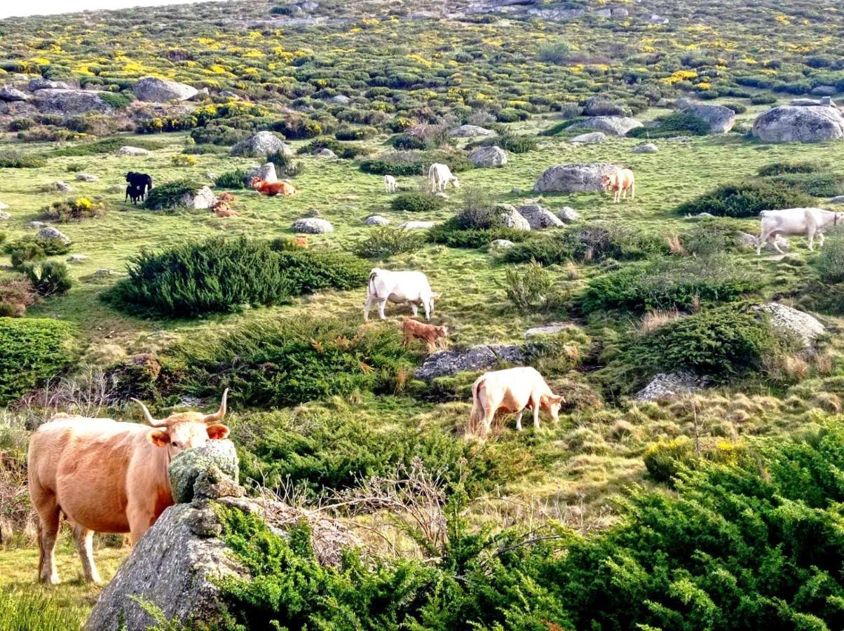 Navaquesera Mirador De Gredos Ávila Extérieur photo